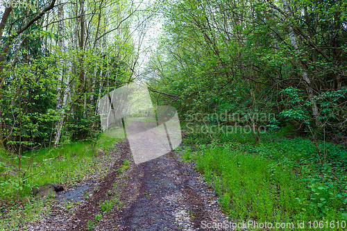 Image of countryside rural forest path