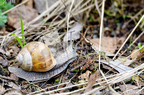 Image of Garden snail (Helix aspersa)