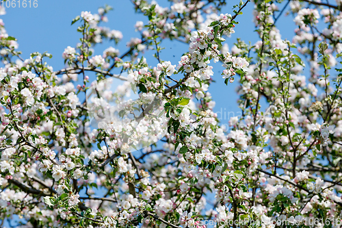 Image of flowering apple tree in spring