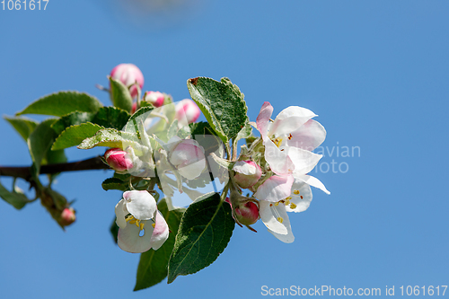 Image of flowering apple tree in spring