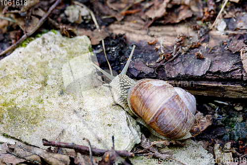 Image of Garden snail (Helix aspersa)