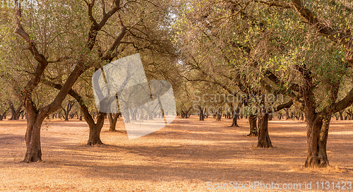 Image of Olive trees plantation