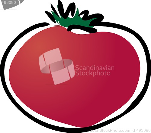 Image of Tomato illustration