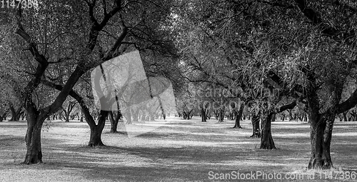 Image of Olive trees plantation