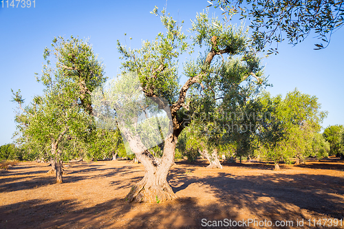 Image of Old olive trees in South Italy