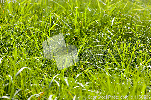 Image of green grass