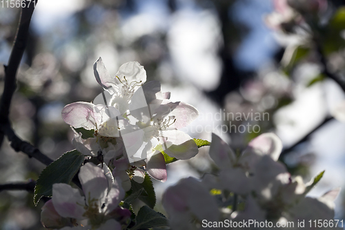 Image of white flowers