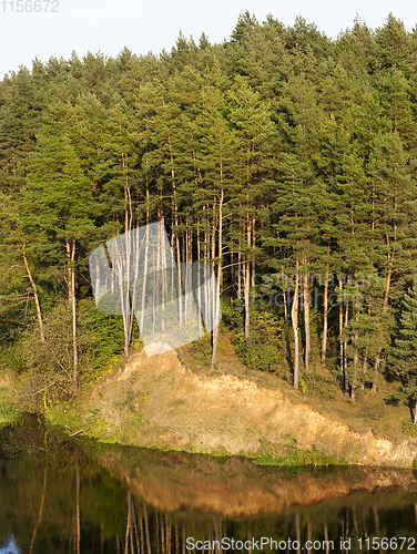 Image of high pine trees