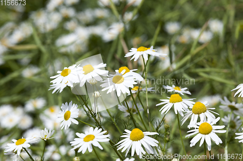 Image of chamomile flowers