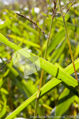 Image of beautiful corn foliage