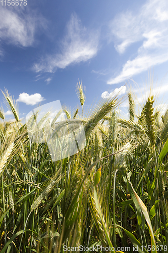 Image of ears of green rye