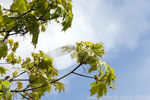 Image of maple in spring