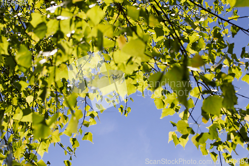 Image of young green foliage