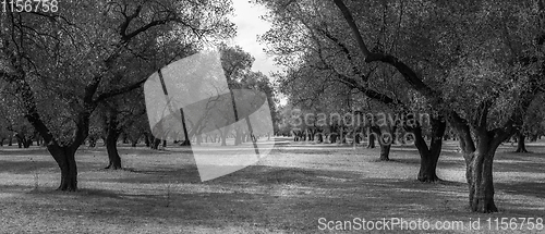 Image of Olive trees plantation