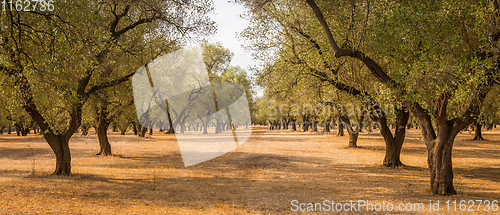 Image of Olive trees plantation