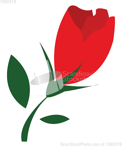 Image of A beautiful red tulip flower vector or color illustration