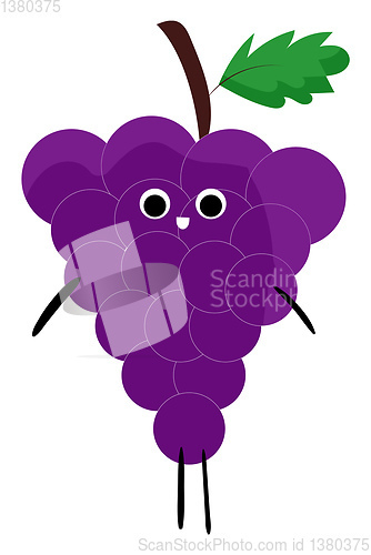 Image of Grapes of Sinai, vector or color illustration.