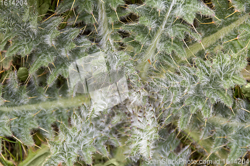 Image of radial thistle closeup