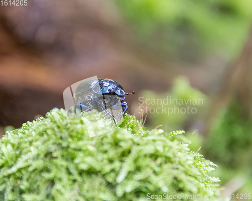 Image of blue dung beetle