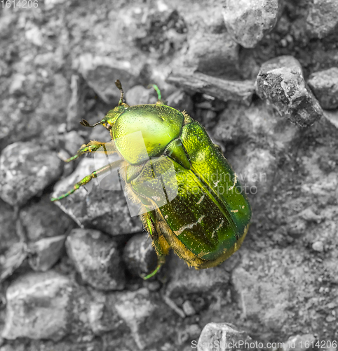 Image of iridescent flower chafer