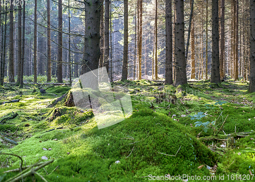 Image of idyllic forest scenery