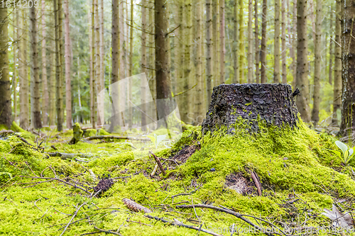 Image of idyllic forest scenery