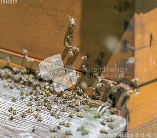 Image of Beehive and bees