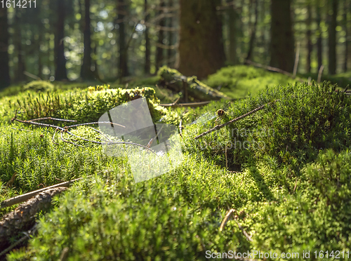 Image of sunny forest scenery