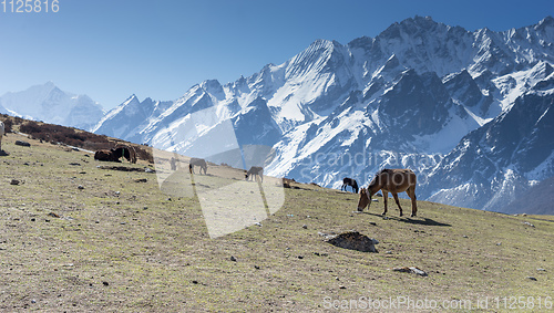 Image of Horses in Nepal village