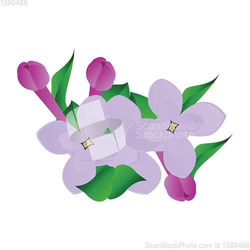 Image of Vector illustration of purple and violet lilac flowers with gree