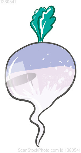 Image of Turnip, vector or color illustration.