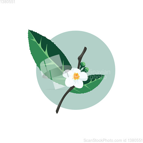 Image of Green tea plant, vector or color illustration.