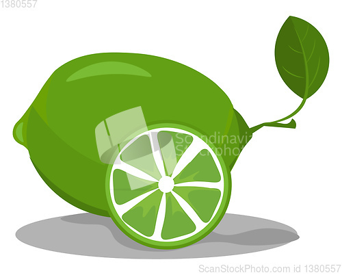 Image of Lime in green color vector or color illustration