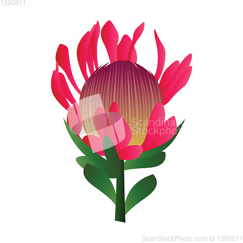 Image of Vector illustration of bright pink protea flower with green leaf