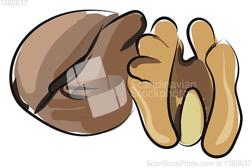 Image of Walnuts, vector or color illustration.