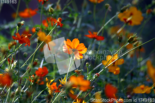 Image of Yellow flower