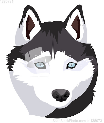 Image of Siberian Husky illustration vector on white background