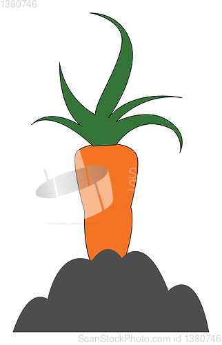 Image of Carrot still in the ground 