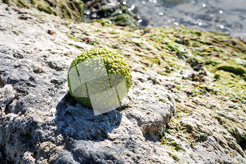 Image of Adam's apple on the seashore.