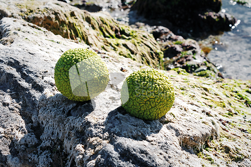 Image of Adam's apple on the seashore.
