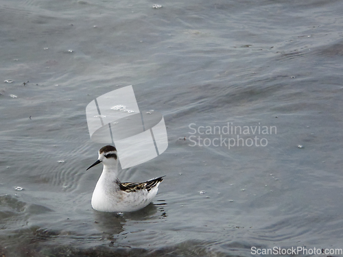 Image of Waterfowl on the seashore.