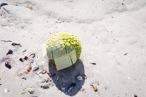 Image of Adam's apple on the seashore.