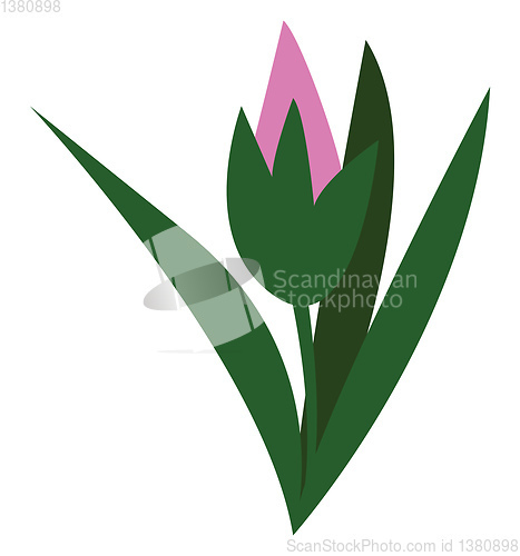 Image of A pink tulip flower vector or color illustration