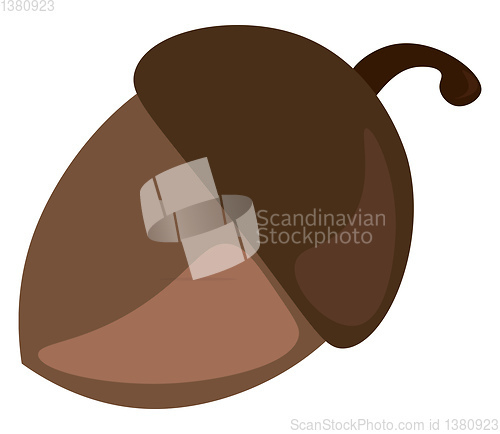 Image of A brown oak nut or acorn nut vector color drawing or illustratio