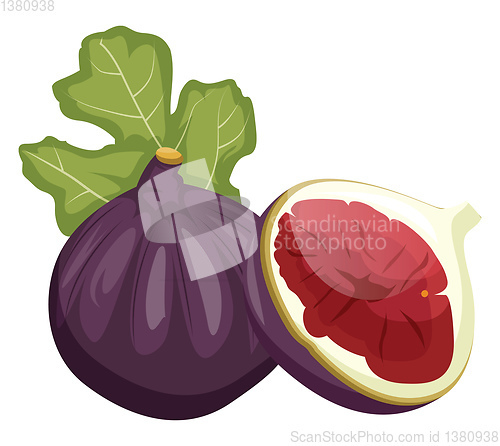 Image of Purple feijola fruit with a green leaf cut in half vector illust