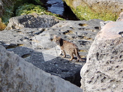 Image of Stray cat in coastal cliffs.