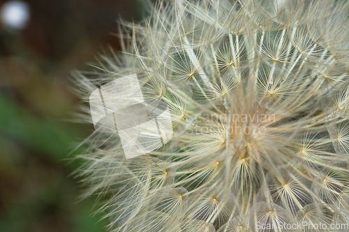 Image of dandelion plant macro