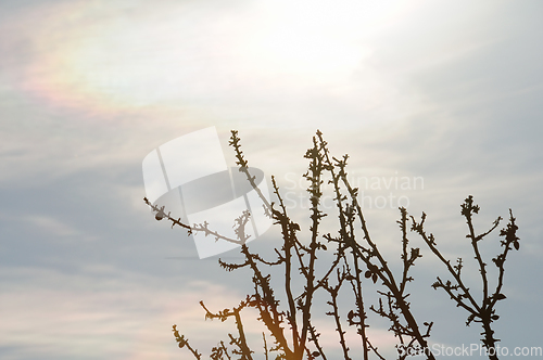 Image of fading branches