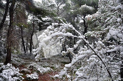 Image of frozen branches winter in a forest