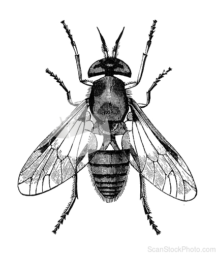 Image of gadfly vintage illustration